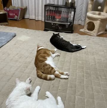 猫の世界に「年功序列」はある？ ない？ 獣医師に聞いた！