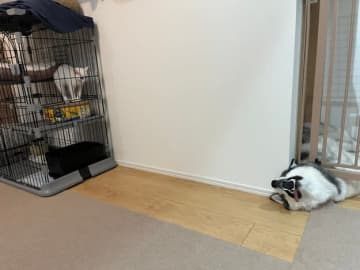 「7カ月後こうなりました」子猫とハスキーの仲良し2ショットに7.9万いいね⇒「何でいつも挟まってるの」「そこ定位置なんだ」