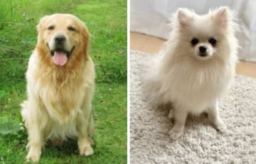 犬を飼うなら…「大型犬」or「小型犬」あなたはどっち？ 投票結果を発表！