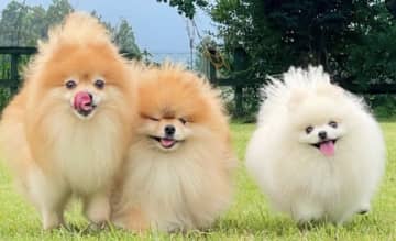 「風呂場に犬が落ちてた」白ポメの"謎すぎる寝床"に困惑と笑い　脱力感MAXのワンショットが癖になる