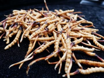 中国の科学者、冬虫夏草の出現時期を3000万年「前倒し」