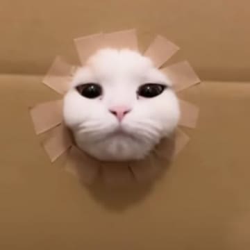ダンボールの穴が段々小さくなっていったら、猫は…爆笑必至の『とんでもない瞬間』が13万再生「パワフルすぎｗｗ」「最後もう爆笑した」