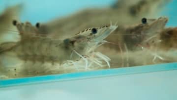 10年かけてバナメイエビ遺伝資源の独占状態を打破―中国