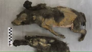 １万４千年前のミイラ化した「子犬」、家畜化した初期の犬ではなかった？　新研究