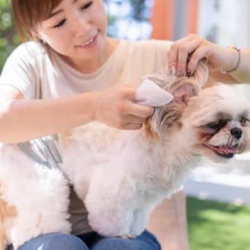 犬を『トリミング』する頻度はどれくらい？犬種や年齢別の目安から定期的なカットの必要性まで