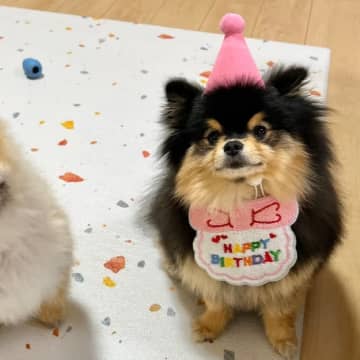 「俺の誕生日じゃなかった」……隣で凹みまくるポメラニアンの姿に2.9万いいね→「ドンマイ」「いい表情をされてる」