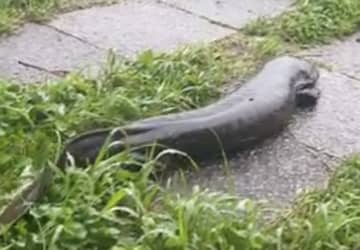 「え、今の何！？生き物の正体とは？」京都で奇跡の邂逅　特別天然記念物がまさかの出現　SNSの動画に予想続出