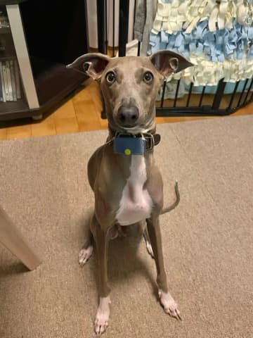 「メチャ怖動物うつってた」大迫力な愛犬の姿に5万いいね⇒普段とのギャップが「全然違う」「セットで最高」