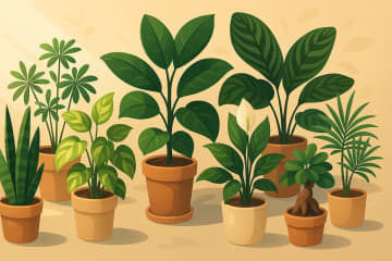 直射日光がなくても元気に育つ観葉植物８選！人気の種類から個性派まで紹介