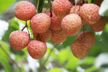 中国産ライチの輸出が急増