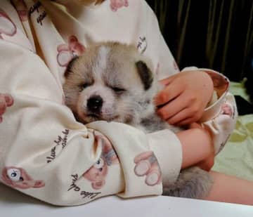 「小さなぬいぐるみ」のようだった秋田犬の子犬→4年後の「別の動物くらい大きくなったなぁ」と思う成長姿にほっこり！