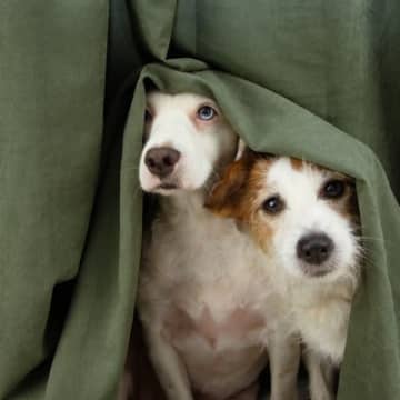 犬が『恐怖を感じるもの』5選　トラウマを植え付けないために飼い主がすべき対策とは？