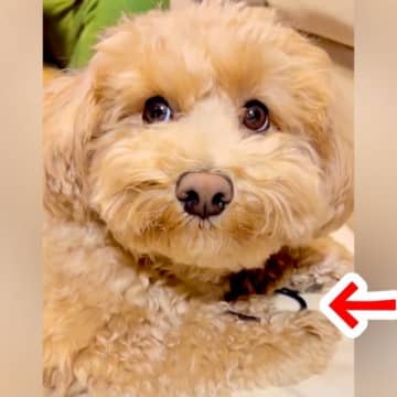 コソコソする犬に『何してるの？』と声を掛けた結果→イタズラがバレてしまい…『まさかの態度』が20万再生「必死に隠して可愛いｗ」と爆笑