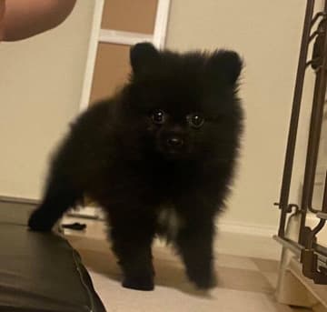 見た目が“小熊”のようだったポメラニアン子犬→2年後、成長した「愛くるしい表情」にほっこり！