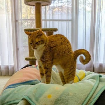 「しっぽの巻き具合が芸術的」表情が豊かな猫　フランス人画家の絵のように伸びる姿が話題に！