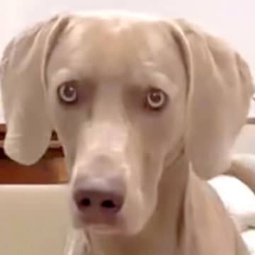 『合ってはいるんだけどね…』大型犬に"おすわり"をさせた結果…まるで人間のような『まさかの座り方』に爆笑「声出して笑ったｗ」「賢い」