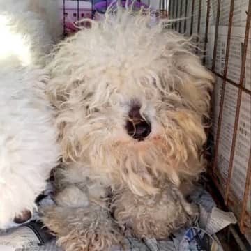 毛が伸びて固まってしまった『ガリガリ犬』を保護…トリミングした結果→まるで別犬のような姿と『泣ける結末』に「今までの分幸せに」の声