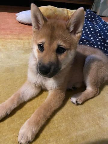 「元気にしてあげたい」と柴犬の子犬のお迎えを決意 → 4才の現在「家族の中心」に成長！