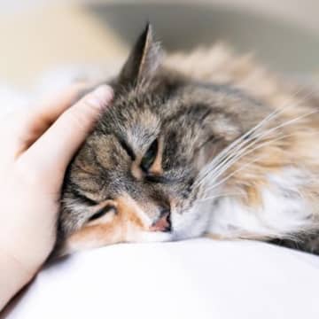 愛猫が見せる『亡くなる前兆』6選　姿を隠したり、甘えたり…見逃したくない“お別れサイン”