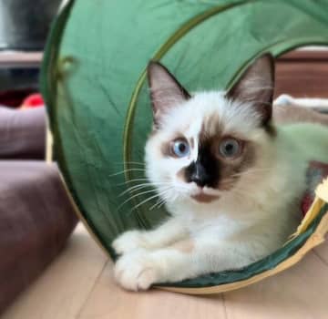 お迎え当時は顔の色が薄かった子猫の「半年後の姿」は→どんどん濃くなっていく見事な変化にほっこり！