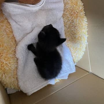 生後すぐに母猫とはぐれた子猫　保護当時と7カ月後の体格差に驚き！「自分らしく元気でいてね」