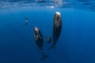 圧倒的な映像美で綴るクジラに魅せられたカメラマンと２組のクジラの友情物語『パトリックとクジラ  6000日の絆』公開決定
