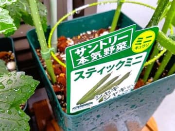 小さな鉢でミニキュウリ栽培！えっ！！っと思った、育てて分かった驚きの真実！