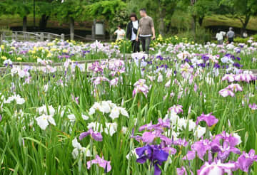 ハナショウブ鮮やか　守谷・四季の里公園　茨城