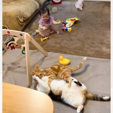 激しくケンカをする2匹の猫→見ていた『赤ちゃんが泣きだした』結果…まさかの光景が170万再生「もうやめましょうよぉ」「絶対いい子に育つ」