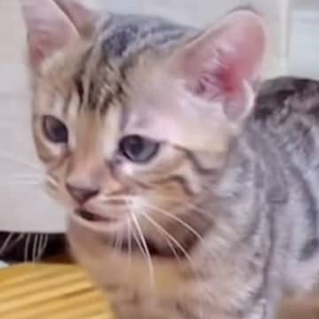 体の色が薄かった子猫→３年後になると…全然見た目が違う『驚きのビフォーアフター』に「ええ、めっちゃ可愛い」「立派になったね」と反響
