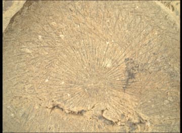 2025年6月7日の火星の風景：この謎の模様は？