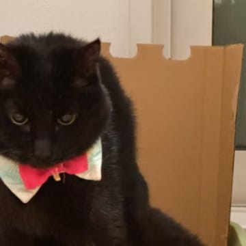 「世界救いそう」トイレ中の猫の姿勢を見てみると…ヒーローの登場シーンみたいな『カッコよすぎる姿』が116万表示「素晴らしいポージング」