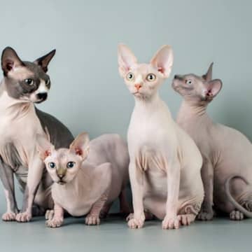 個性がキラリと光る『ヘアレスキャット』3選！毛のない猫との暮らしで気を付けるべきことも