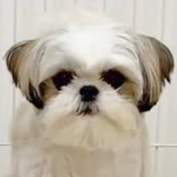 『お風呂中はハウスで待ってて』と犬に教えた結果→まさかの『察しが良すぎる行動』が115万再生「すごい賢い」「音楽で理解してる」と称賛