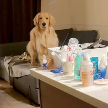 ソファでくつろぐ大型犬を撮影→一瞬だけ隠れてみたら、次の瞬間…思わず驚いてしまう『猫のような行動』が24万再生「声出たｗ」「瞬間移動！」