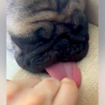 寝ている犬の『ベロ』引っ張った結果→どこまでも伸びて…予想を超える『衝撃的な長さ』に「倍伸びてびっくり」「どこまで伸びるの」と1万いいね