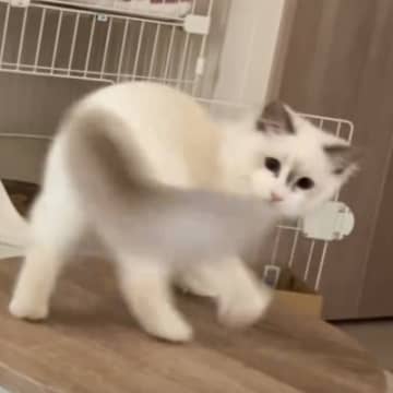 小さなテーブルの上で『自分のしっぽを全力で追いかけていた猫』が次の瞬間…思わぬ光景に爆笑する人が続出「ずっと見てしまうｗ」「オチが秀逸」