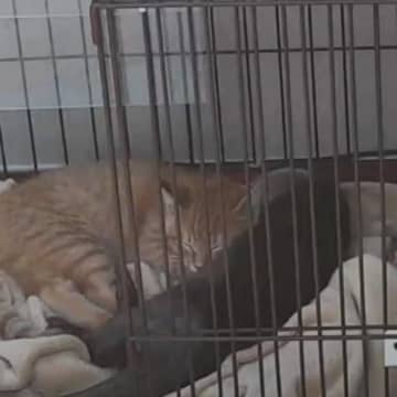 『子猫とカワウソのお留守番』を隠し撮りしてみたら…泣けるほど『可愛すぎる光景』が76万再生「なんていじらしい」「めっちゃ癒された」