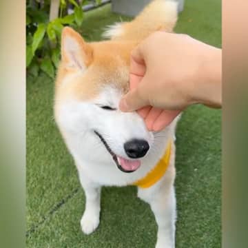 『目ヤニ取ろう』犬にちょっとしたイタズラをしてみたら...まさかの『心が広すぎる反応』が50万再生「笑ったｗ」「定位置に戻るの可愛い」