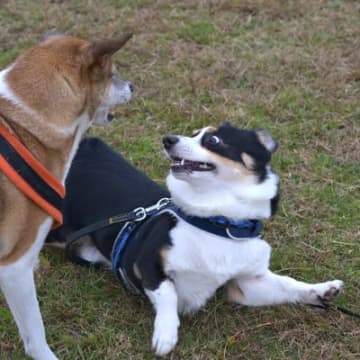 『他の犬と関わることが苦手』な犬の特徴5つ　行動に表れる心理や克服するための改善策まで