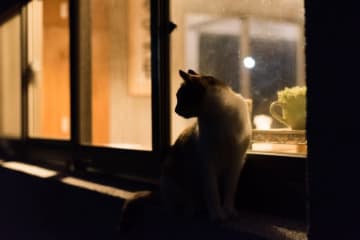 「暗闇では猫はみな灰色」とは? 猫にまつわる英語イディオム (11)