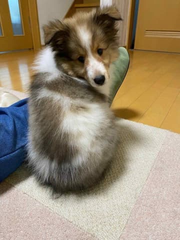 「やんちゃな面は子犬のときのまま」ぐんと成長し2才になったシェルティのビフォーアフターがかわいすぎた！