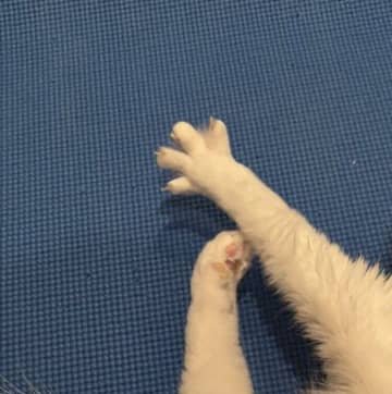 パーッと広がる足！ 店員さんに保護された子猫 → 6年後のヨガをする姿に1.4万人がほっこり