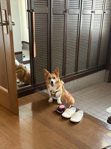 「足を洗うまでは上がらないと守っているつもり！？」玄関に前足だけかけてとびきり笑顔を見せるコーギーが愛らしい！