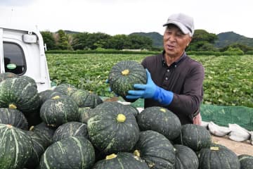 横須賀　完熟の「こだわりかぼちゃ」が収穫ピーク　栗のような食感と甘さ