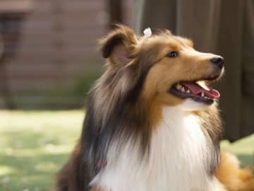 「クーンクーン…」様子がおかしい愛犬、上顎に鳥の骨が…！　 ペンチで引っこ抜いた女性の回想