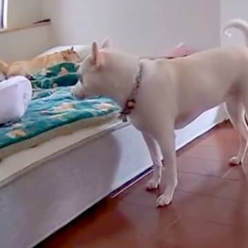 寝起きが悪いお姉ちゃん犬→妹犬がベッドに近づいた次の瞬間…起こさないよう気を遣って見せた『まさかの行動』が18万再生「健気でかわいい」