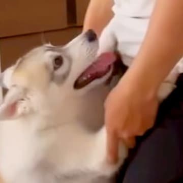 お兄ちゃんのことが大好きなハスキーの子犬→約1年後…微笑ましすぎる『大きな赤ちゃんのような光景』が2万再生「愛は変わらない」と絶賛