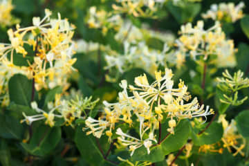 6月17日の花とは？【366日の誕生花と幸せの花言葉】