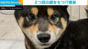 2つ目の顔を持つ柴犬!? 鼻の上の模様がまるで“別の顔”のように見える姿に反響